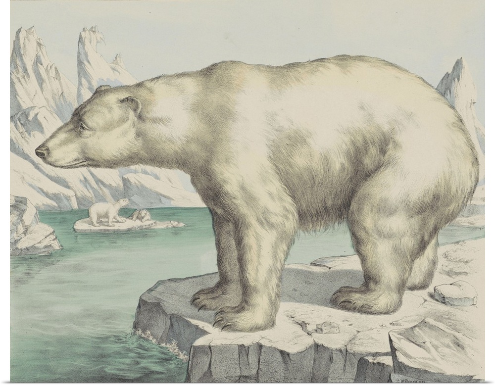 Polar Bear, by Jos. Scholz, c. 1830-80, Dutch print, lithograph. Arctic landscape with polar bears.