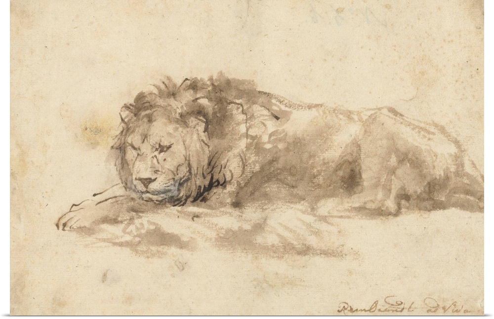 Reclining Lion, by Rembrandt van Rijn, c. 1650-59, Dutch drawing, pen and ink, wash, on paper. Rembrandt made drawings of ...