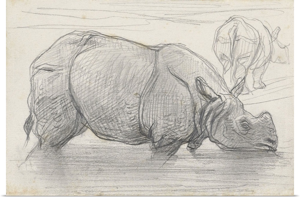 Rhinoceros in Water, by August Allebe, c. 1860-1900, Dutch chalk drawing.