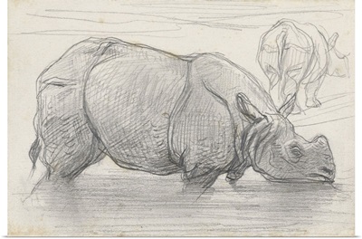 Rhinoceros in Water, by August Allebe, c. 1860-1900, Dutch chalk drawing