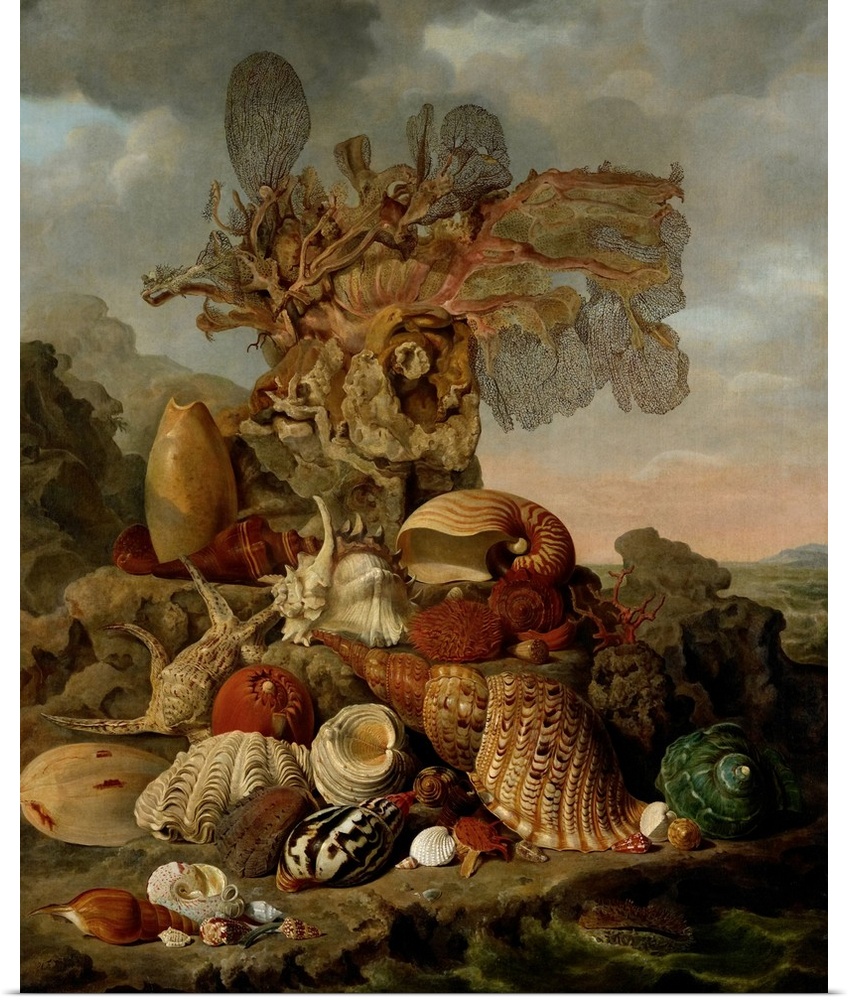 Shells and Marine Plants, by Henricus Franciscus Wiertz, 1809, Dutch painting, oil on canvas. Still life with exotic shell...