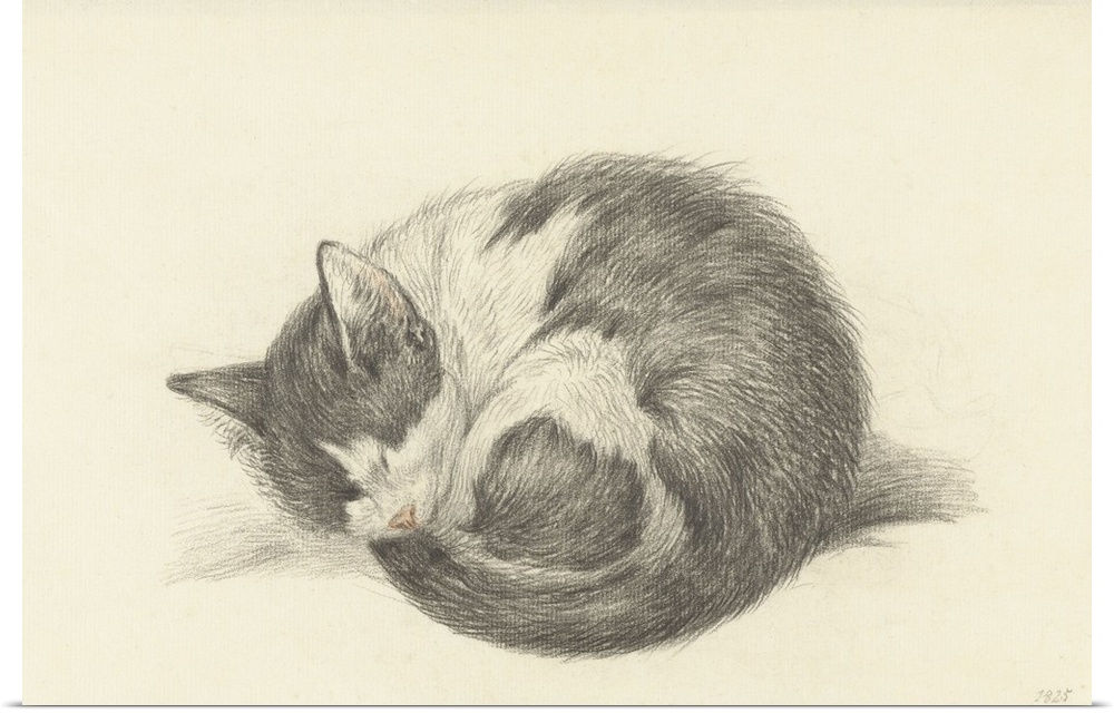 Sleeping Cat Rolled into a Ball, by Jean Bernard, 1825, Dutch chalk drawing.