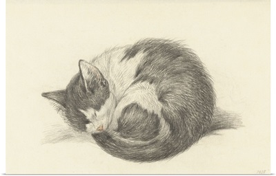 Sleeping Cat Rolled into a Ball, by Jean Bernard, 1825, Dutch chalk drawing