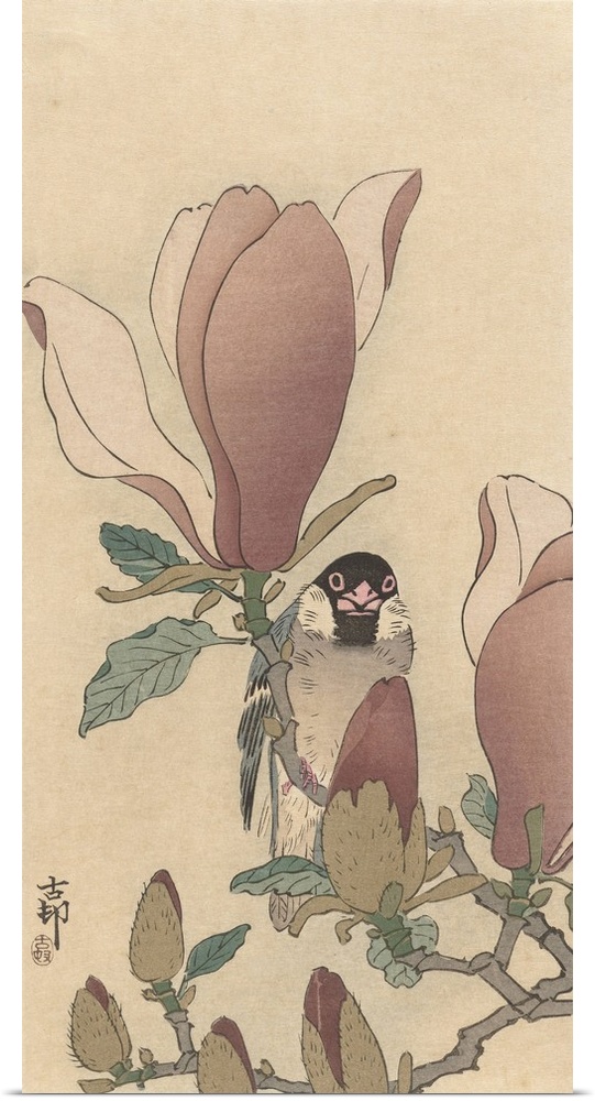 Sparrow on Blooming Magnolia Branch, by Ohara Koson, 1900-30, Japanese print, color woodcut.
