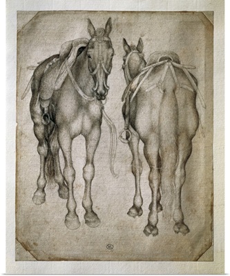 Study of Two Horses. Ca. 1400-55. Drawing by Antonio Pisanello. Louvre Museum, Paris
