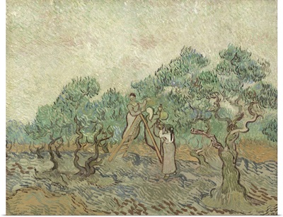 The Olive Orchard, by Vincent van Gogh, 1889