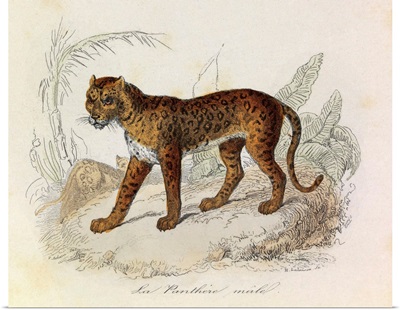 The Panther, 'Quadrupeds', from de Buffon