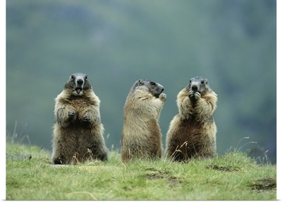 Three Marmots