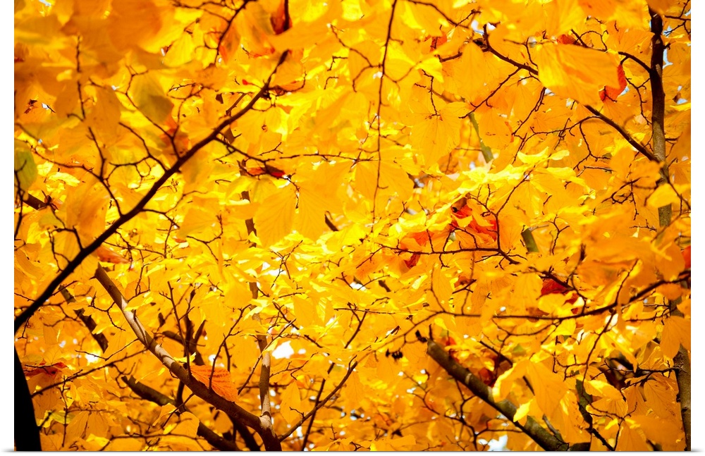 Vibrant yellow autumn leaves on trees