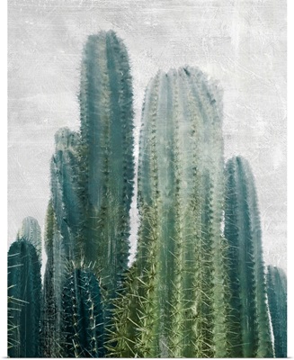 Aruba Cacti II