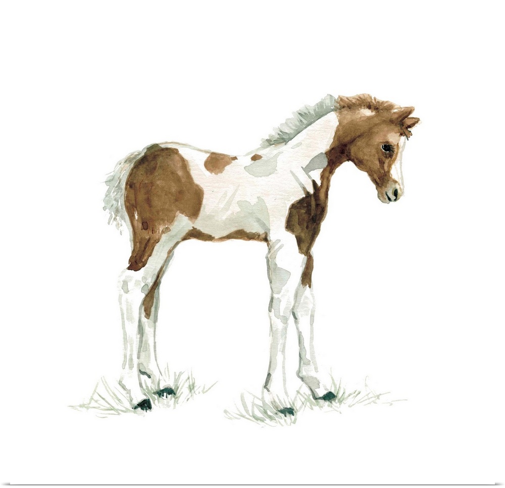 Cute illustration of a small brown and white foal.