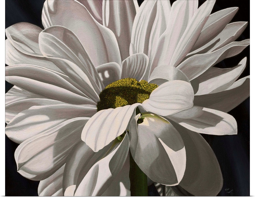Contemporary painting of a close-up of a daisy against a black background.
