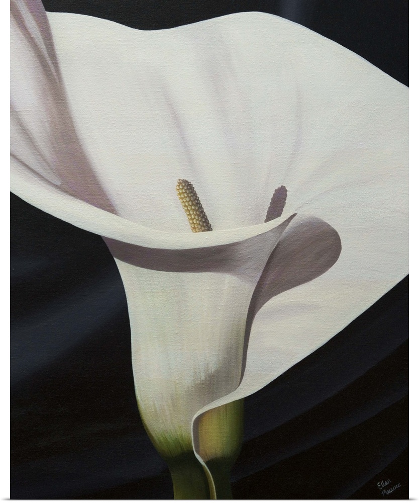Contemporary painting of a close-up of a calla lily against a black background.