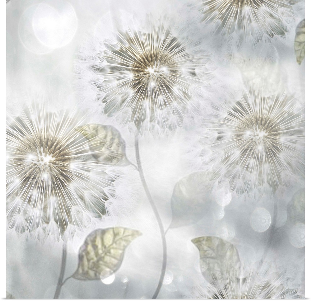 A ethereal photo of dandelions against a light gray background with lens flares throughout.