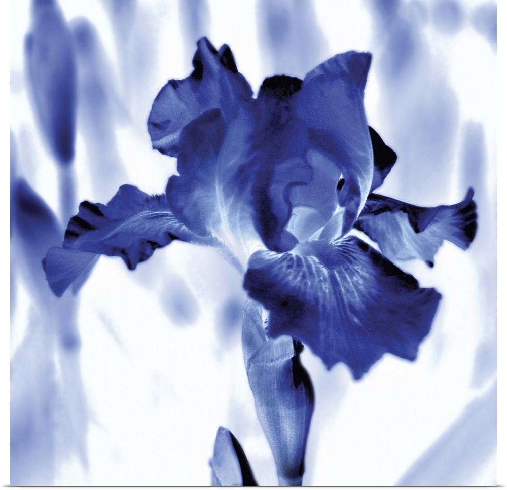 Square watercolor painting of an iris in indigo and white.
