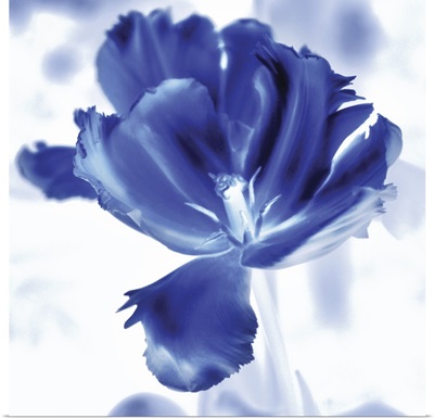 Blue Ice Tulip