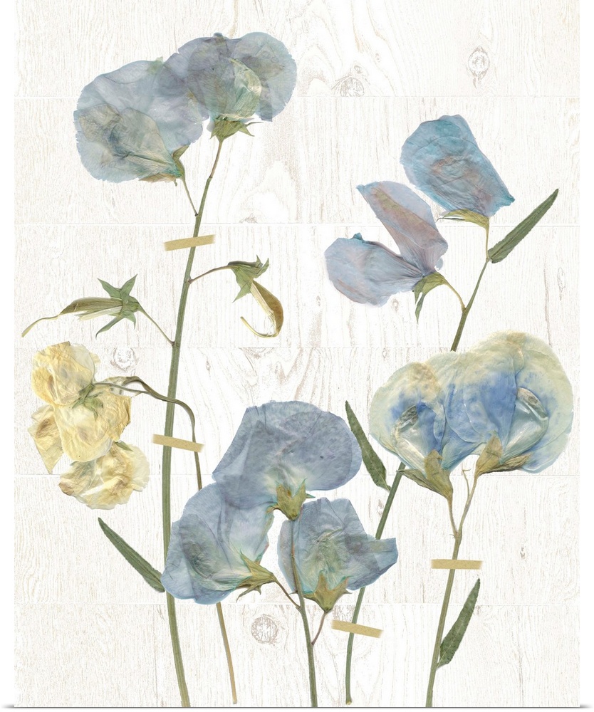 Dried blue sweet peas rest on shiplap in this photo.