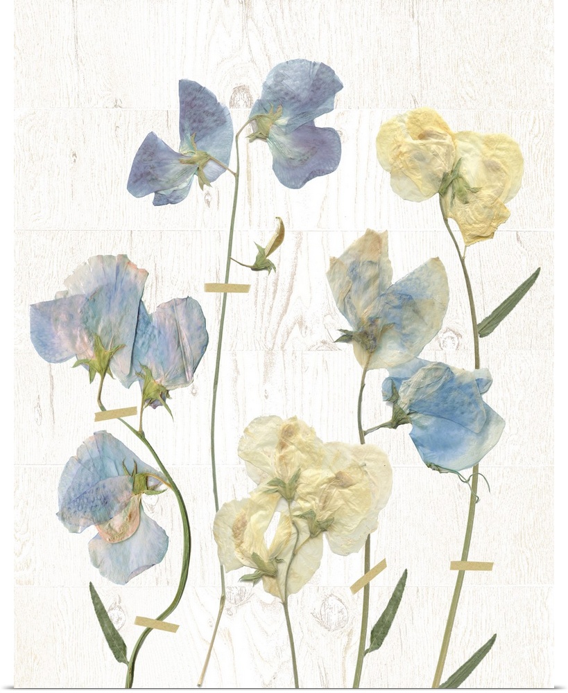 Dried blue sweet peas rest on shiplap in this photo.