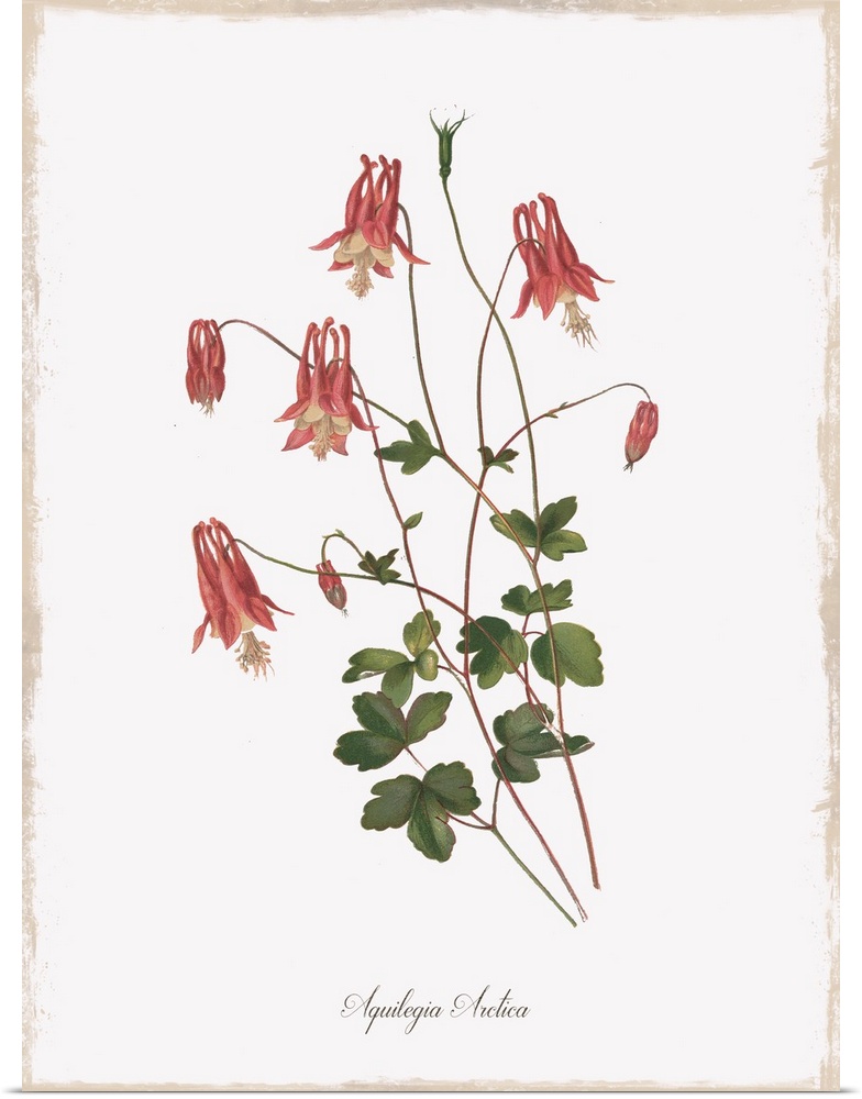 Botanical illustration of Aquilegia Arctica.