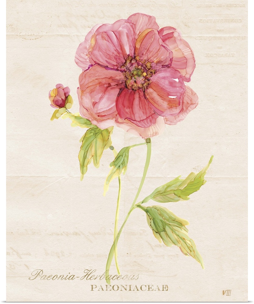 Watercolor painting of a peony on a neutral colored background with faint text and its scientific name written at the bottom.
