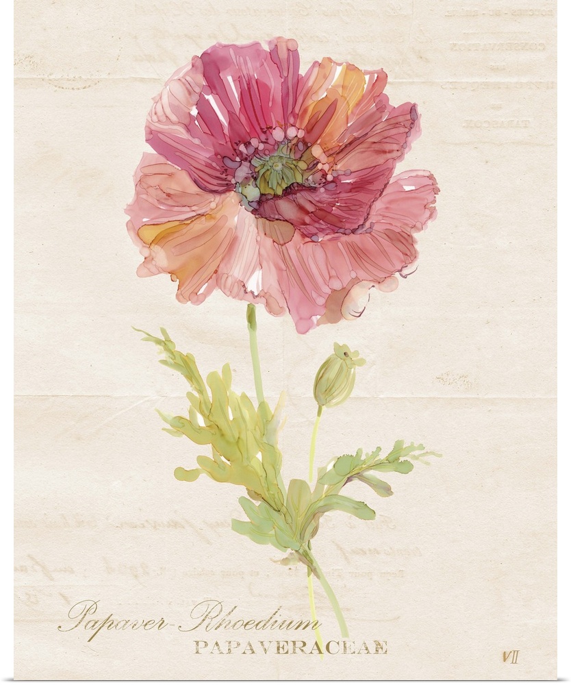 Watercolor painting of a poppy on a neutral colored background with faint text and its scientific name written at the bottom.