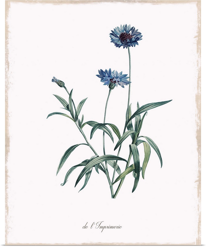 Botanical illustration of a cornflower.