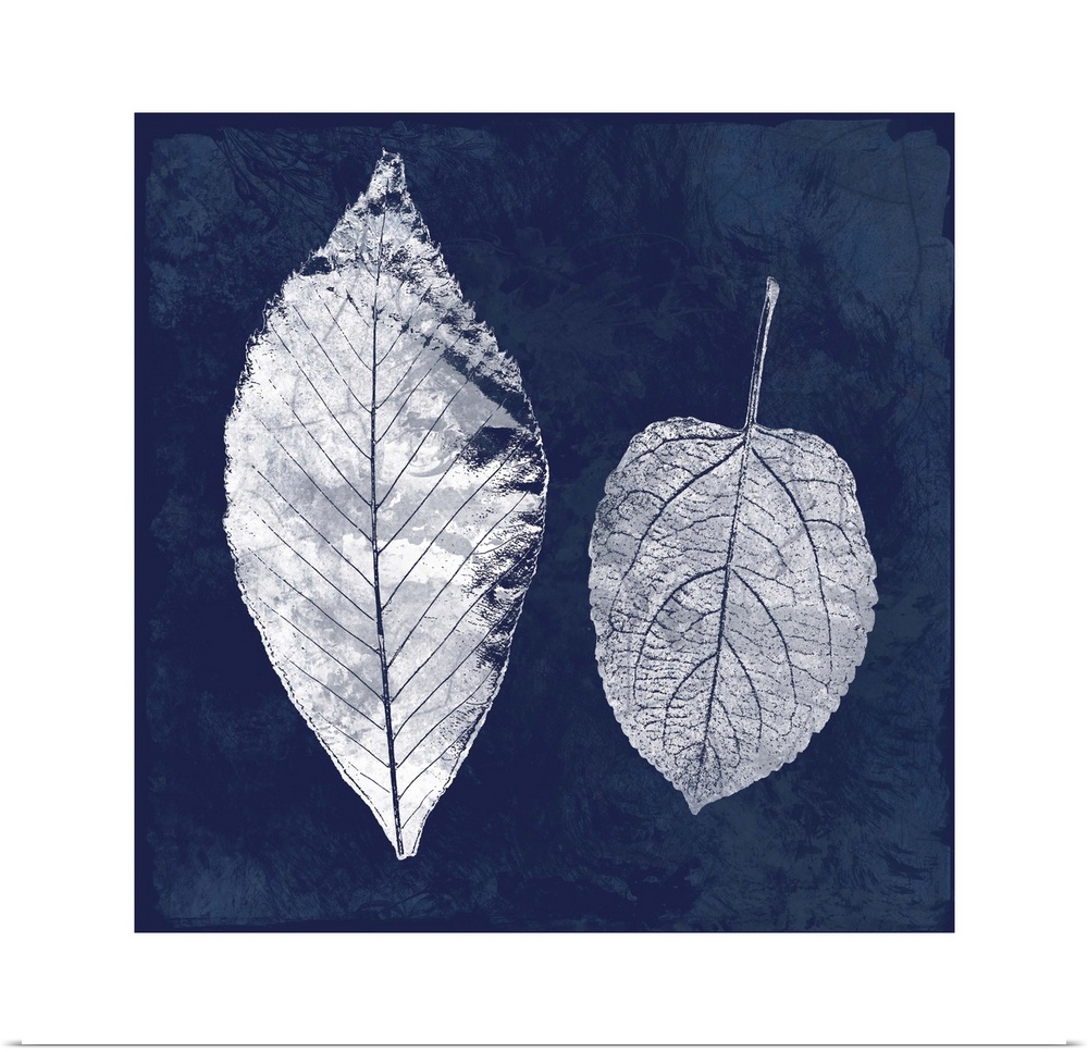 Square cyanotype of white silhouetted leaves on an indigo background with a white boarder.