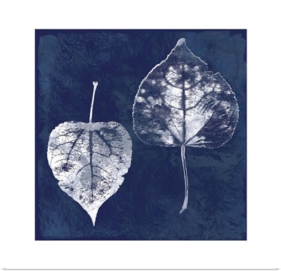 Cyanotype Ash Leaves