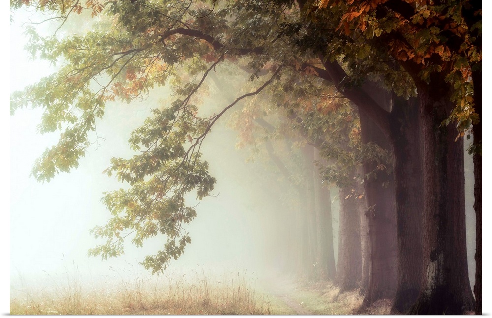 Photograph of a row of trees reveal a dirt path leading into a misty fog.