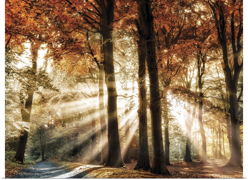 Photograph of sunbeams coming through Autumn trees in the woods with a gravel path on the left.