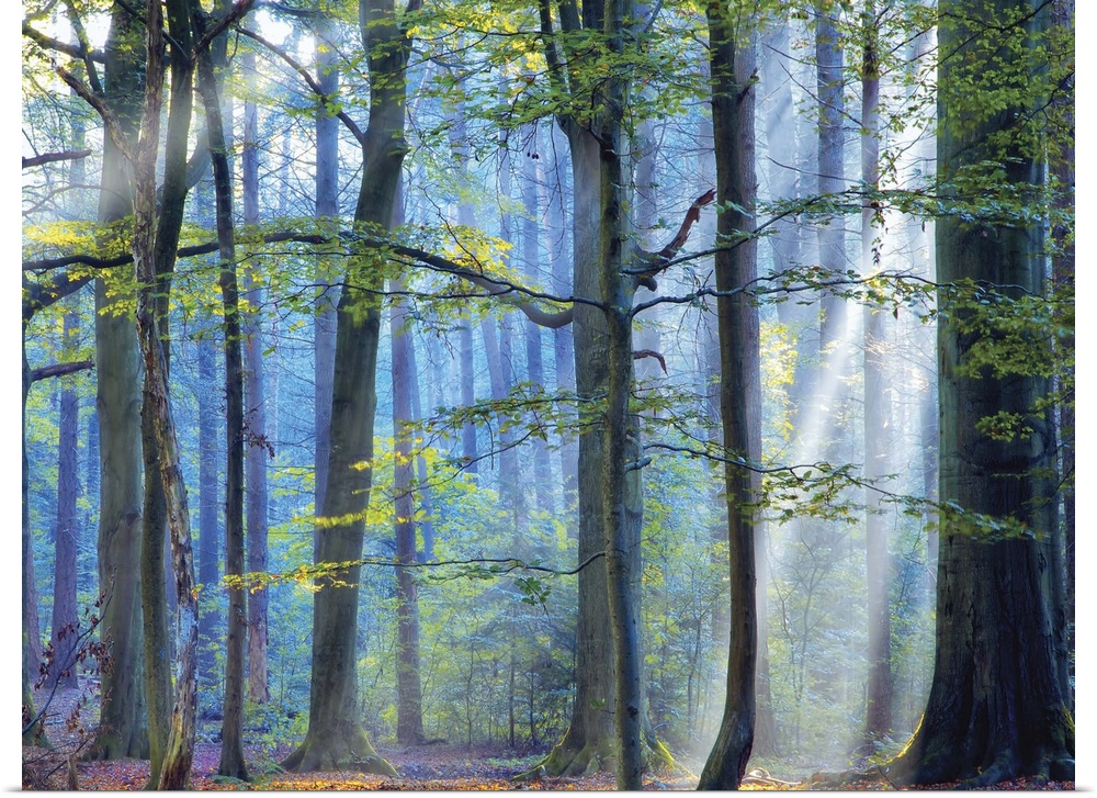 A photograph of a forest with cool tones and sun beams shining through the trees.