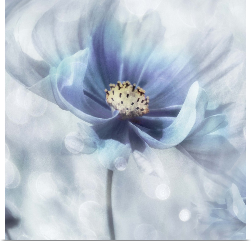 Square, dream-like painting of a white and blue flower.