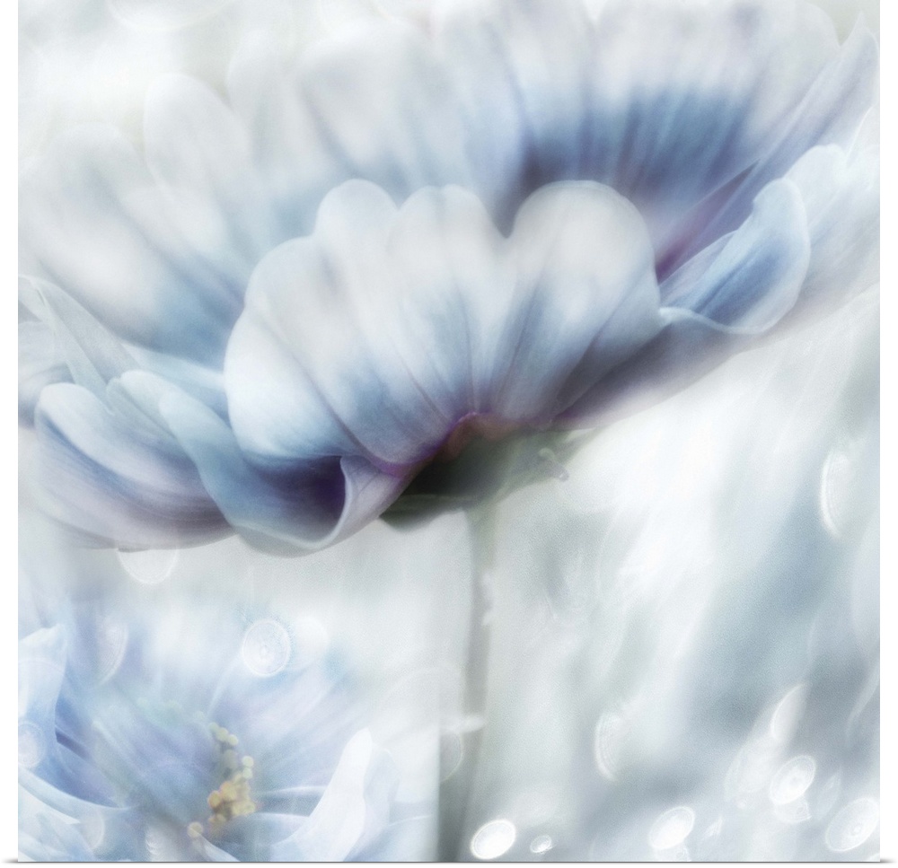 Square, dream-like painting of a white and blue flower with hints of purple.