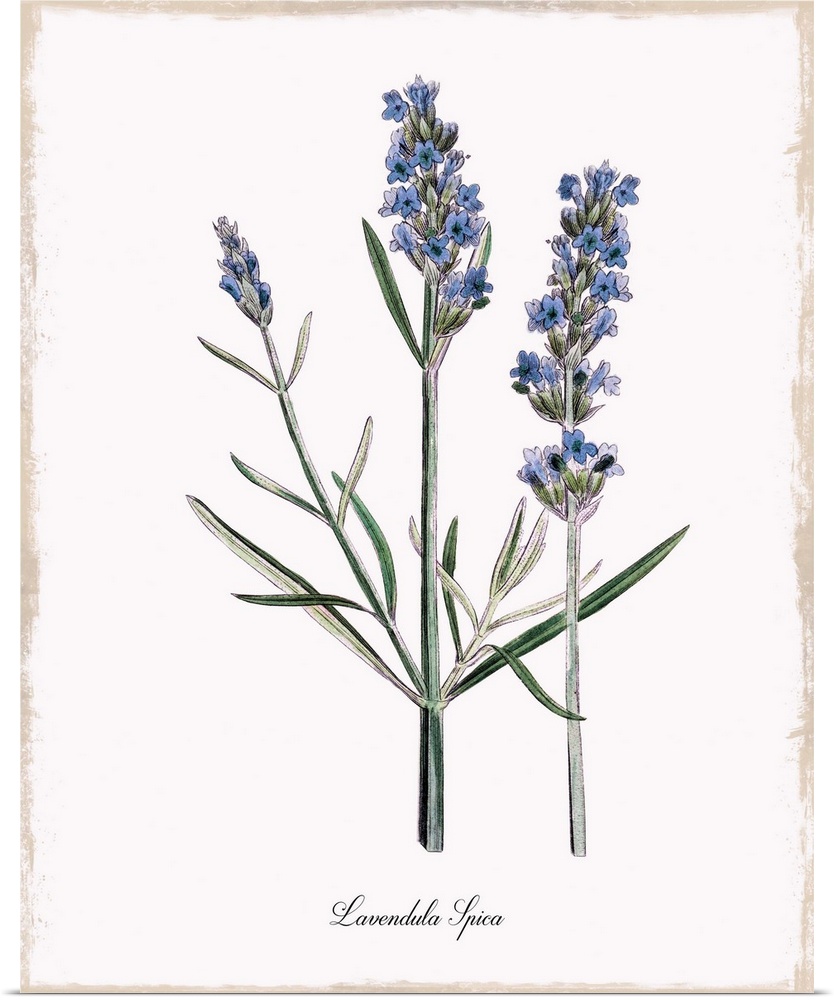 Botanical illustration of lavender.