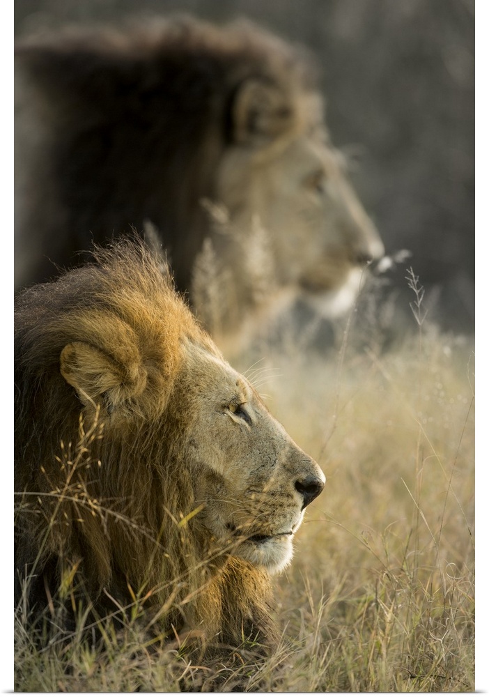 Africa, Botswana, Moremi Game Reserve, Adult Male Lions (Panthera Leo) in morning sun in Okavango Delta.