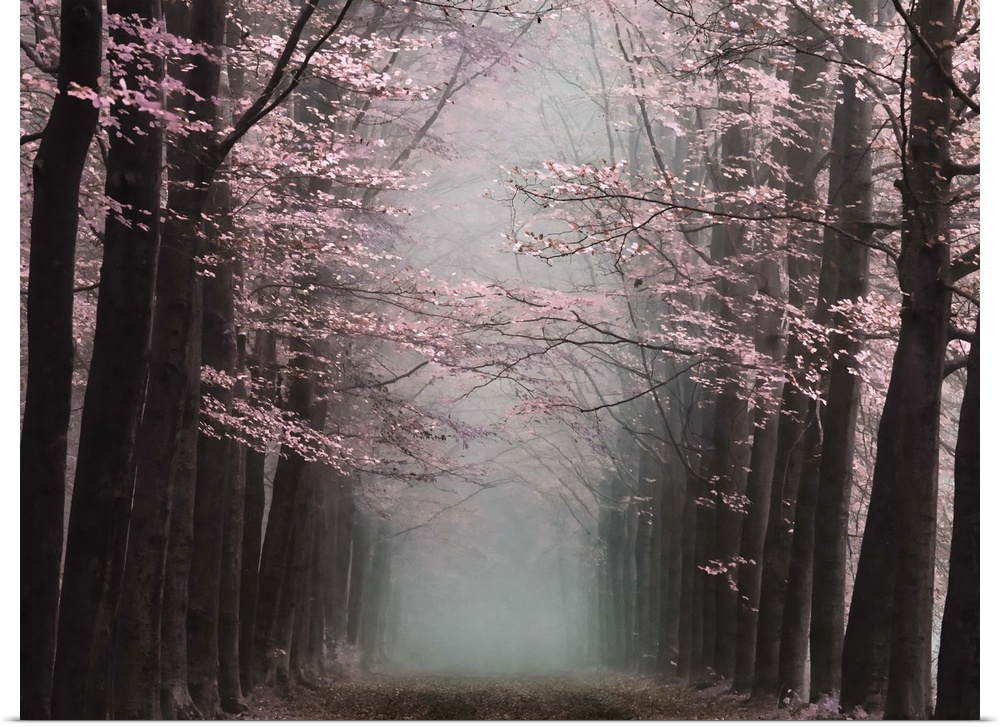 Misty forest with vivid pink blossoms on dark trees.