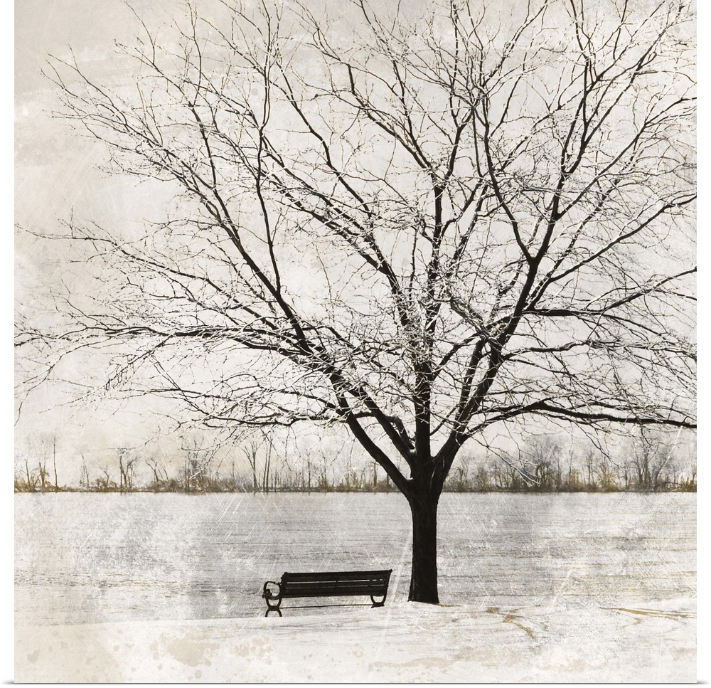A bench and a tree at the edge of a river in the winter.