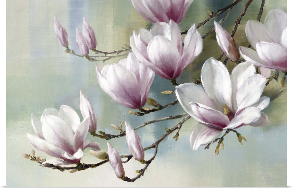 Light lavender colored magnolia flowers.