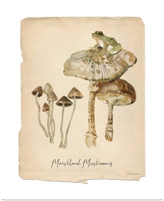 Marshland Mushrooms