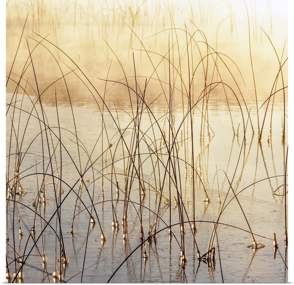 Icy reeds at sunrise on cold morning at Spencer Lake near Whitefish, Montana, USA.