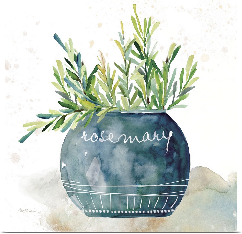 Square watercolor painting of a potted rosemary plant.