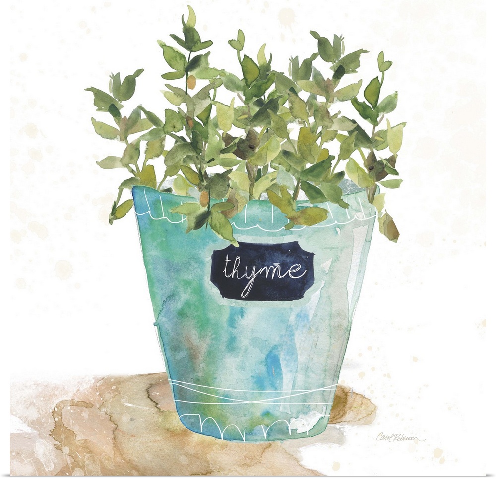 Square watercolor painting of a potted thyme plant.