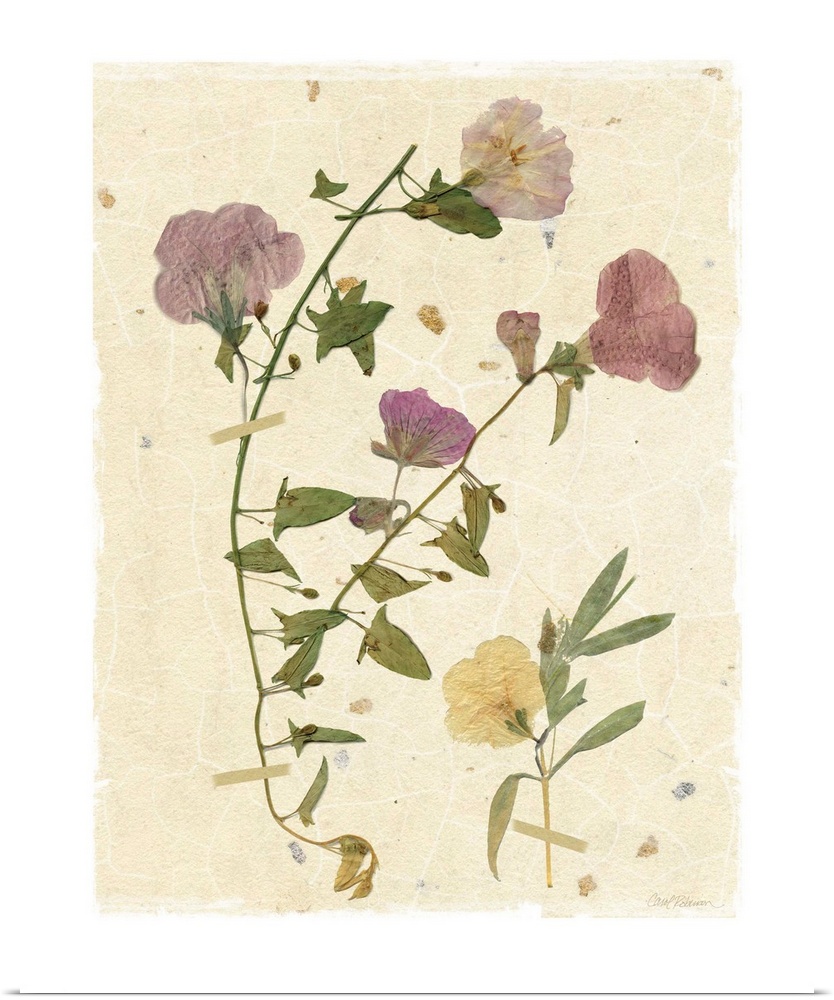 Scan of pressed morning glory flowers on a textured beige background with a white boarder.