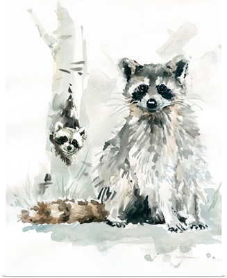 Raccoon and Baby