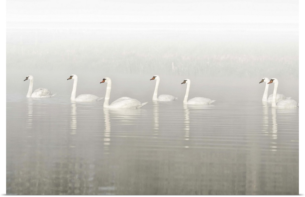 Photograph of seven swans floating in a row through a foggy lake.