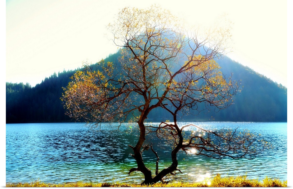A photograph of an almost bare tree with few yellow leaves in the foreground and a lake and mountain centered in the backg...