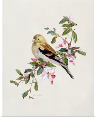 Spring Song Pine Grosbeak