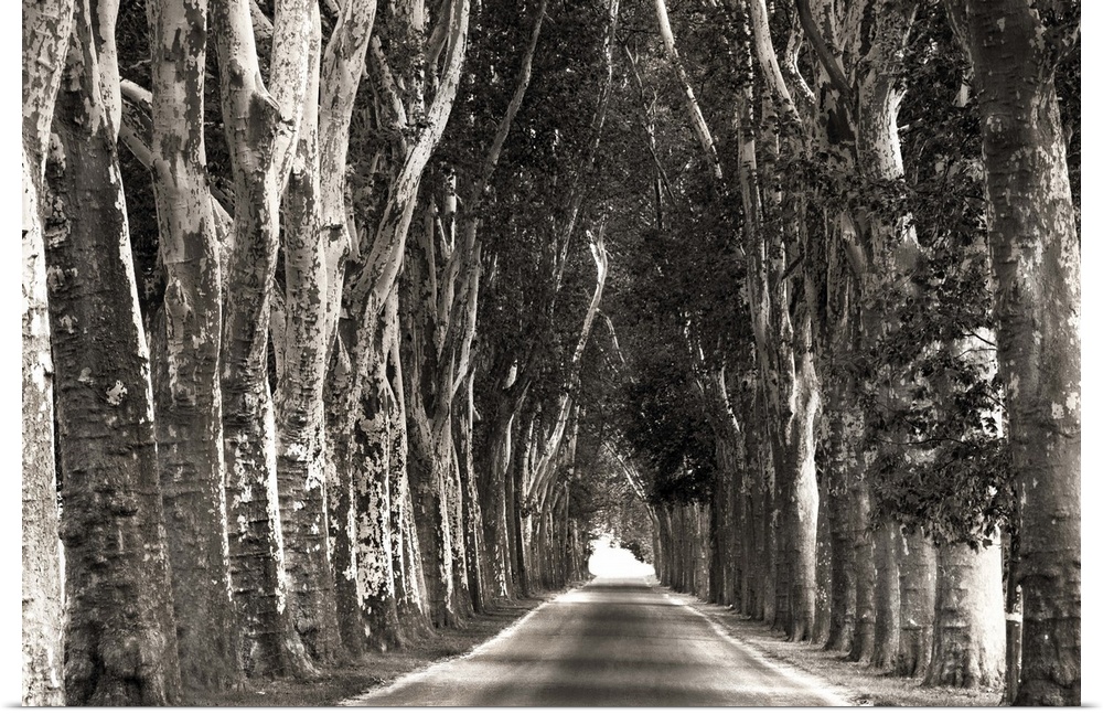 Monochrome photograph of a straight path lined with tall trees creating leading lines.