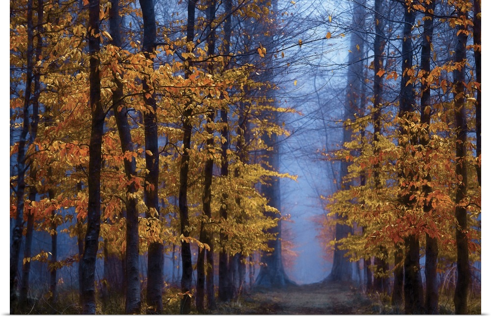 Deep blue light in a forest of trees with bright orange leaves.