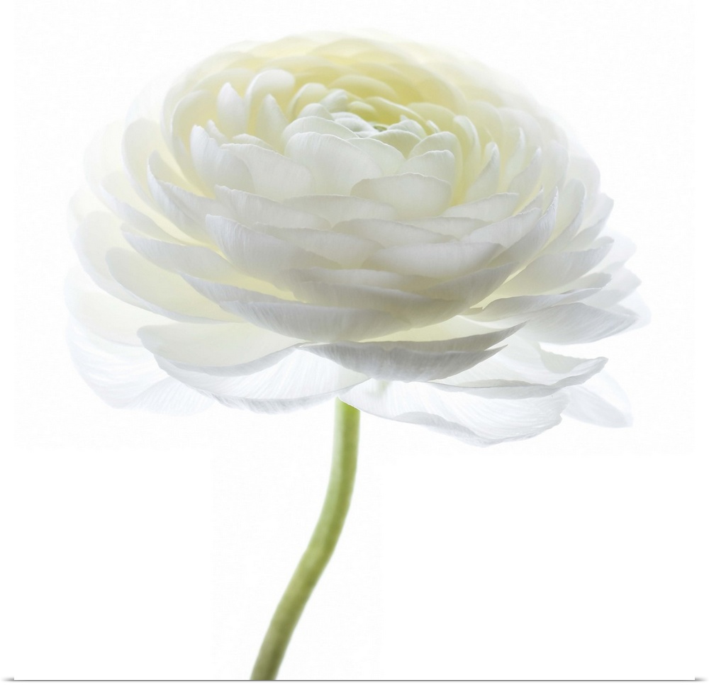 Square photograph of a white Persian Buttercup